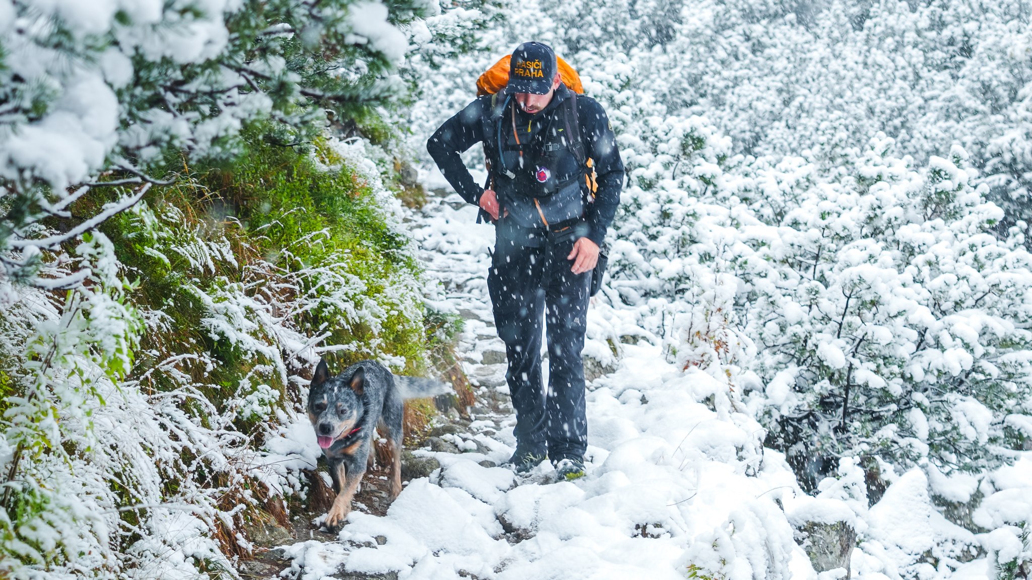 kynologicka rallye memorial stefana zavackeho 